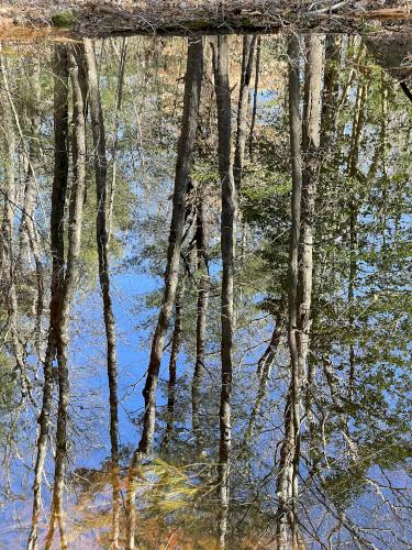 tree reflection in March at Whitney and Thayer Woods in eastern Massachusetts