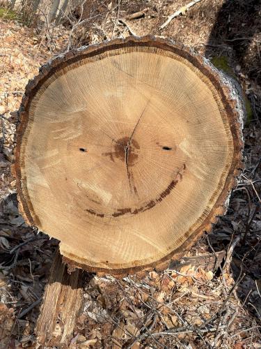 smiling log in March at Whitney and Thayer Woods in eastern Massachusetts