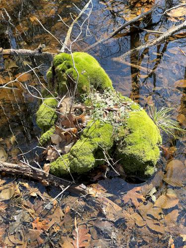 mossy log in March at Whitney and Thayer Woods in eastern Massachusetts