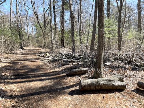 trail in March at Whitney and Thayer Woods in eastern Massachusetts