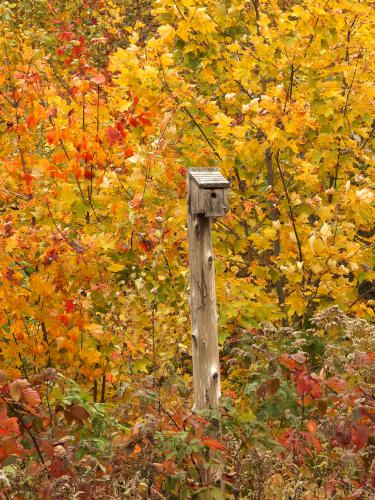 bird house at Whitten Woods in New Hampshire