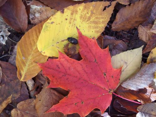 red maple leaf, yellow beech leaf, beech burr and beech nut in October on the way to Bald Mountain in New Hampshire