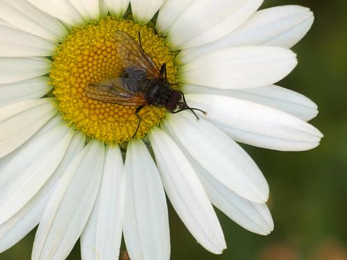 fly on a daisy in June at Big Wilcox Hill in southwestern New Hampshire
