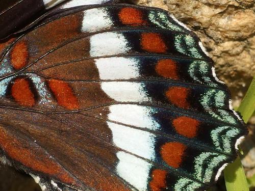 White Admiral (Limenitis arthemis arthemis) butterfly wing in June at Big Wilcox Hill in southwestern New Hampshire