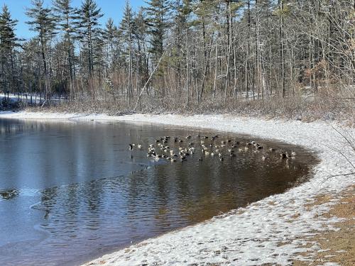 ducks in December at Willand Pond Trail in southeast New Hampshire