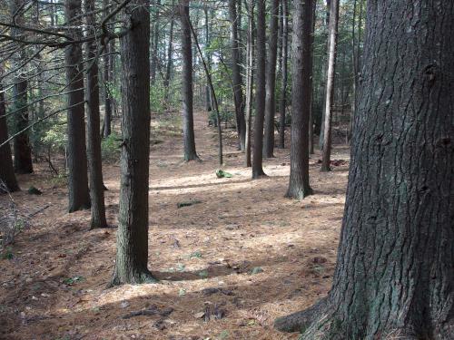 woods in October at Wilson Mountain Reservation in eastern Massachusetts