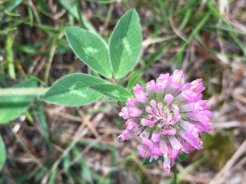 Red Clover (Trifolium pratense) at Wilson Hill near Deering in southern New Hampshire