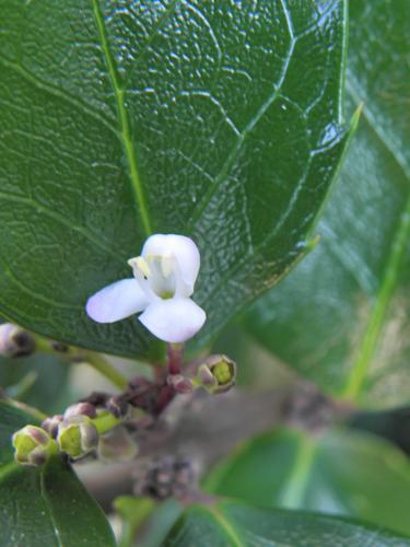 European Holly (Ilex aquifolium)