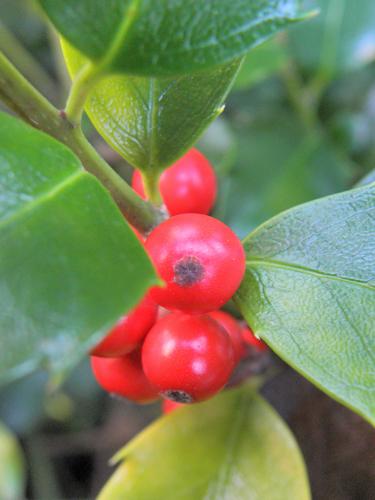 European Holly (Ilex aquifolium)