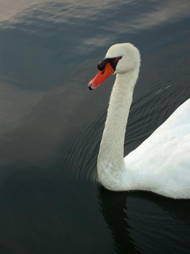 male Mute Swan (Cygnus olor)