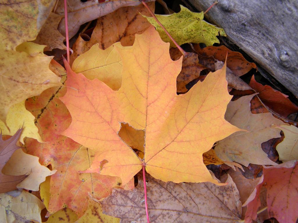 Sugar Maple leaf in fall color near Winn Mountain in New Hampshire