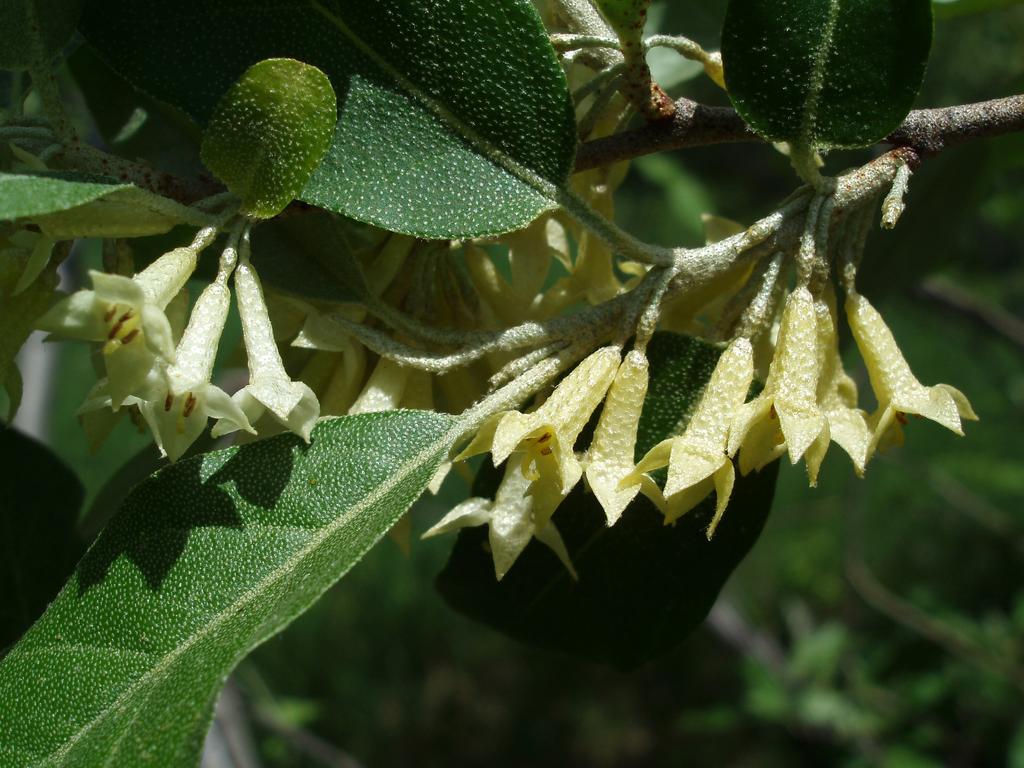 Autumn Olive (Elaeagnus umbellata) flowers in May on Winn Mountain in southern New Hampshire