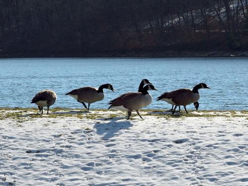 flock of geese in November on the shore of Kenoza Lake at Winnekenni Park in northeastern Massachusetts