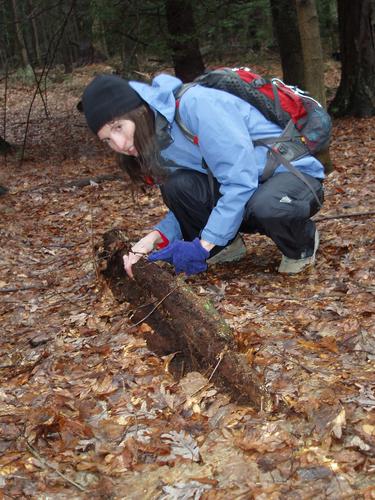 hiker checking beneath a log for salamanders