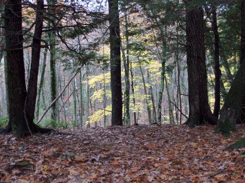 open woods in October near Wolf Den Hill in Leominster State Forest MA