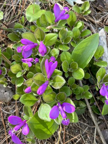 Fringed Polygala in May at Wolfe's Neck Woods near Freeport in southern Maine