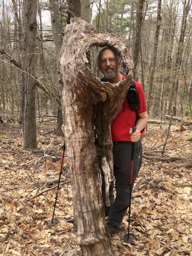Fred in May behind a weird tree stump at Wolf Hill near Deering in southern New Hampshire