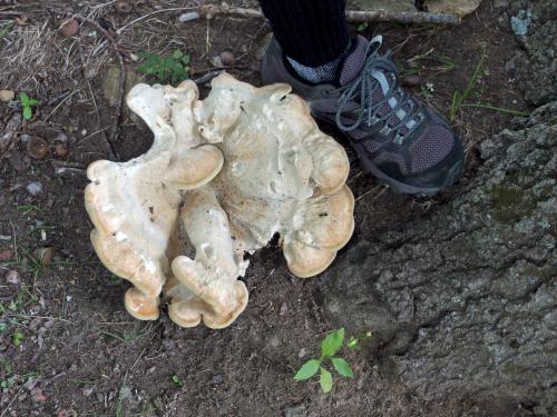huge mushroom at Wright Reservation near Chelmsford in northeast MA