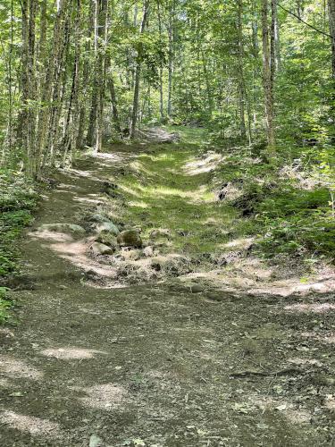 trail in June at Wrights Mountain near Bradford in northeast Vermont