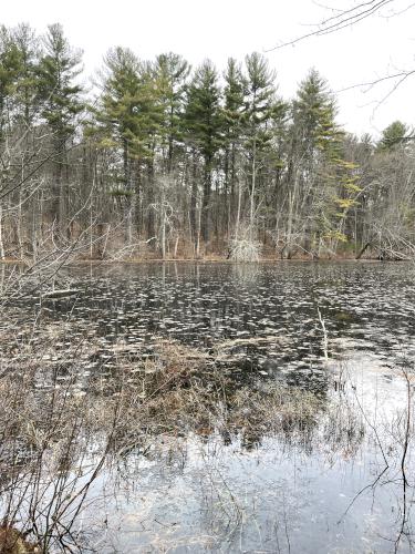Cobbs Pond in December at Yapp Conservation Land in northeast Massachusetts