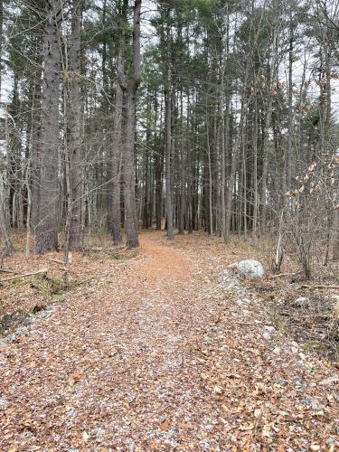 trail in December at Yapp Conservation Land in northeast Massachusetts