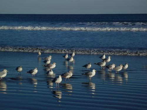 seagulls in January at York Beach in southern coastal Maine