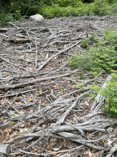 lumbering debris in June at Young Mountain in New Hampshire