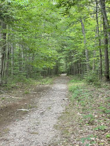 dirt road in June near Young Mountain in New Hampshire
