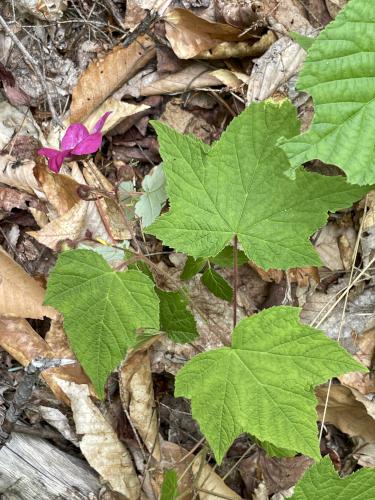 Purple Flowering Raspberry (Rubus odoratus) in June at Young Mountain in New Hampshire