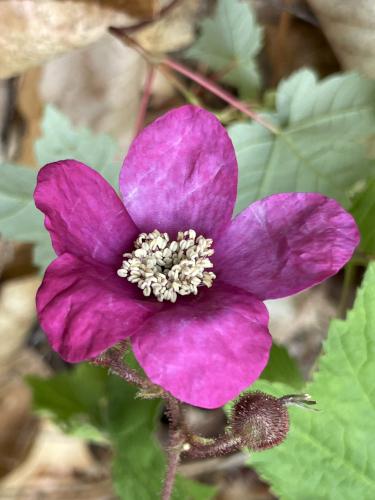 Purple Flowering Raspberry (Rubus odoratus) in June at Young Mountain in New Hampshire