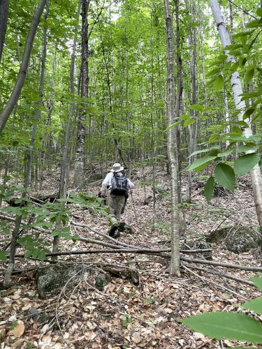 bushwhacking in June at Young Mountain in New Hampshire