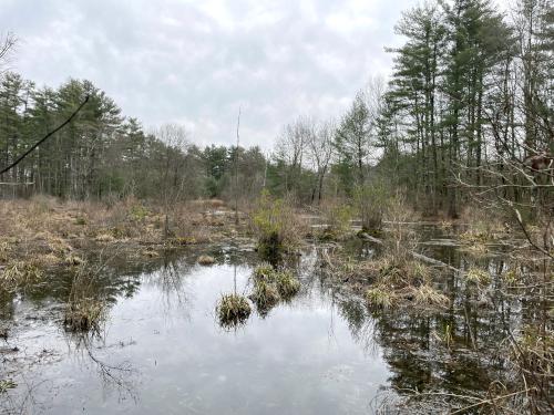 swamp in March at Yudicky Farm in Nashua NH