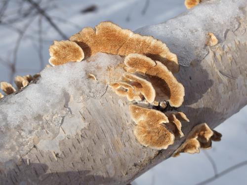 mushrooms in January on a recently-fallen Birch tree at Williams Van Zandt Family Preserve in New Hampshire
