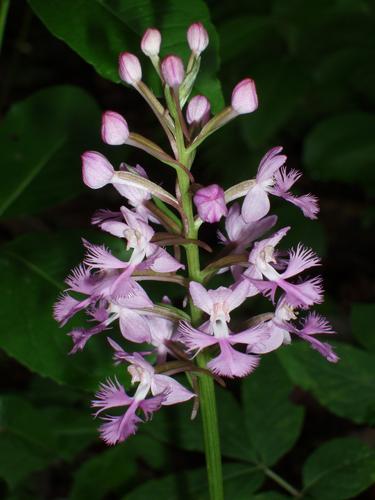 Small Purple Firnged Orchis flower