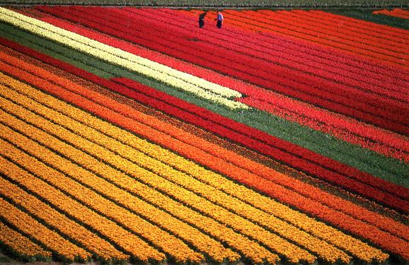 flower field in Holland in April 1996