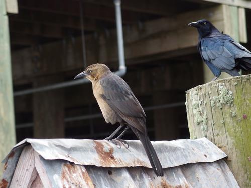 Boat-tailed Grackles (Quiscalus major) -- brown female, black male -- in November at Kemah Boardwalk near Houston, Texas