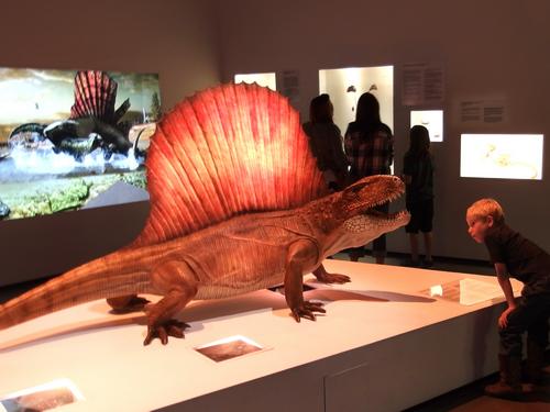 Grant checks out a Fin-back Lizard (Dimetrodon) at the Houston Museum of Natural History in Texas