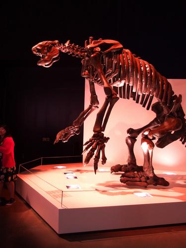 Giant sloth (Eremotherium) skeleton at the Houston Museum of Natural Scinece in Texas