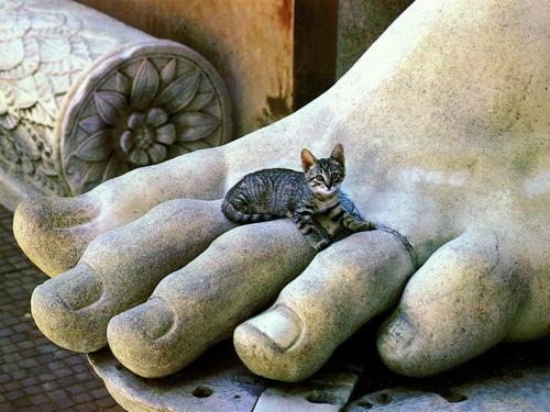 picture of a cat on statue toes in Italy