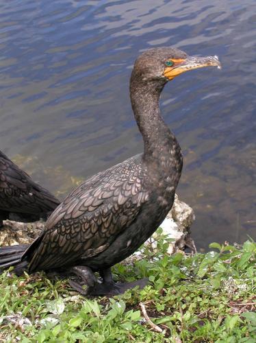 Anhinga in Everglades Park near Key West, Florida, in February 2002