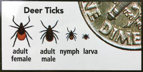 warning sign showing tick sizes at Letchworth State Park in New York