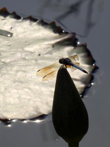 dragonfly perched on a water lily bud in the Conservatory at Longwood Gardens in Pennsylvania