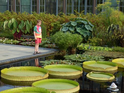 visitor with giant lily pads in the Conservatory at Longwood Gardens in Pennsylvania