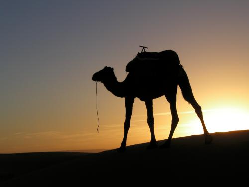 camel in October 2002 in the Sahara Desert of Morocco