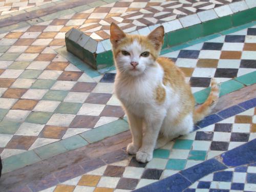 semi-feral cat in October 2002 on a grave covering at one of the holy tombs in Marrakech, Morocco
