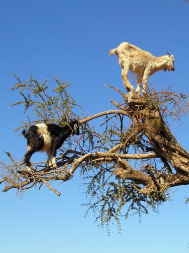 tree-climbing goats in October 2002 near Marrakech, Morocco