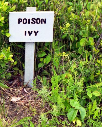 poison-ivy sign in Nova Scotia in June 1998