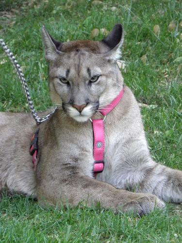 a pet cougar taking a walk in the park with its owner at Prague in the Czech Republic