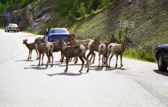 wildlife crossing the road in the Rockies, Canada, in August 1996