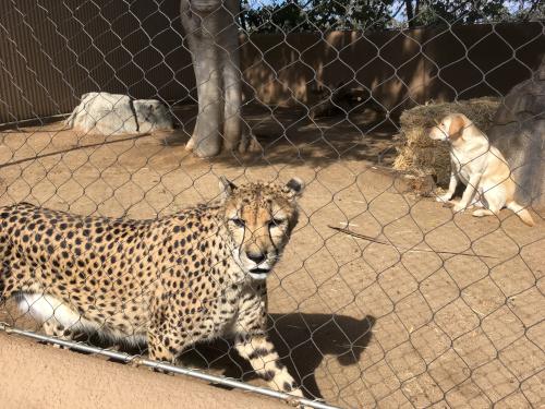 cheetah-and-dog Animal Ambassador pair at San Diego Zoo in California